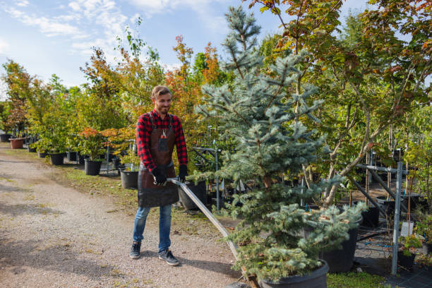 Tree Branch Trimming in Hauser, ID